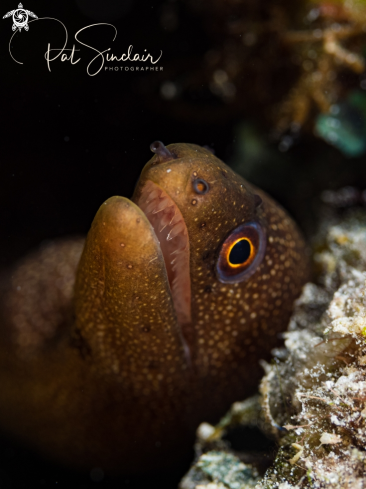 A juv golden tail eel
