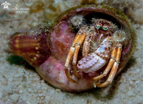 A Dardanus gemmatus (H. Milne Edwards, 1848) | Hermit Crab
