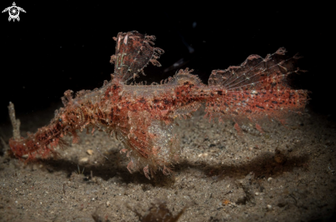 A Solenostomus paegnius | Roughsnout Ghost pipefish