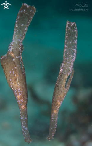 A Robust Ghost Pipefish | Robust Ghost Pipefish