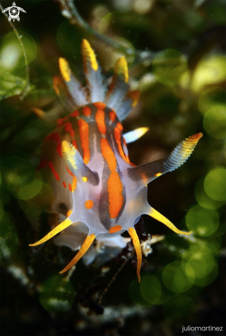 Polycera