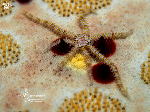 A Ophiothela sp. | Sea Star