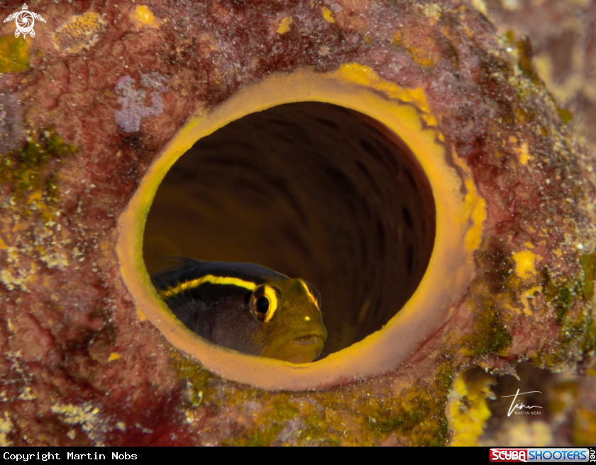 A Yellowline Goby
