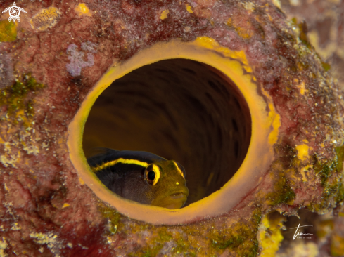 A Yellowline Goby