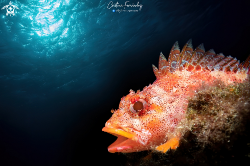 A  Scorpaena maderensis | Rockfish