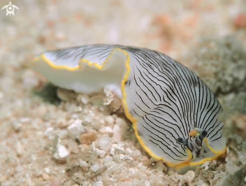 A Dermatobranchus Nudibranch