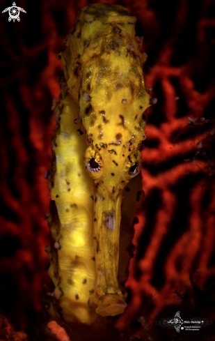 A Tiger Tail Seahorse