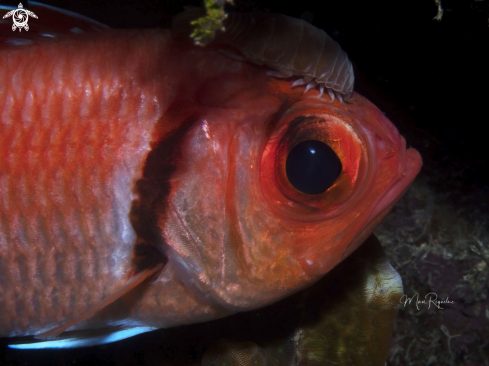 A Myripristis jacobus with Renocila spp. | Blackbar Soldierfish with Isopod