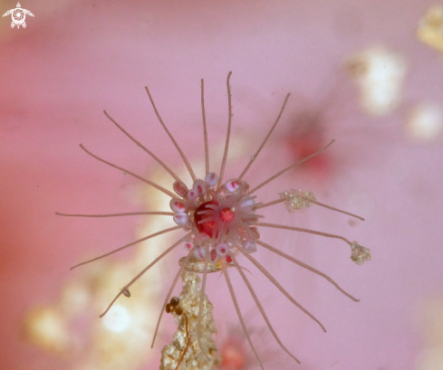 A Tubularia indivisa | Tubularia indivisa