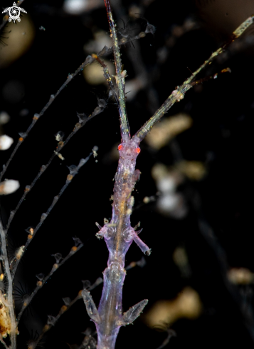 A Skeleton shrimp