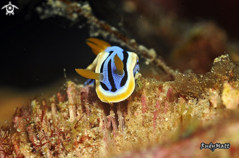 A Chromodoris annae