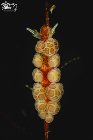 A Nudibranch