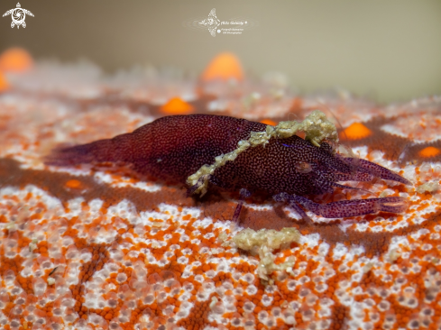A Zenopontonia soror (Nobili, 1904) | Seastar Shrimp