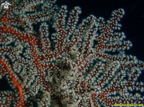 A Corallium rubrum | Corallo Rosso