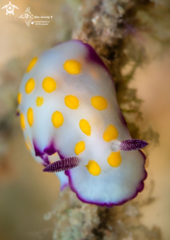A Hypselodoris pulchella (Rüppell & Leuckart, 1830) | Hypselodoris Nudibranch