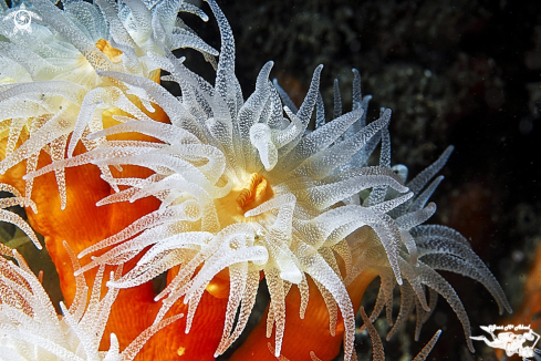 A  Coral naranja Orange coral