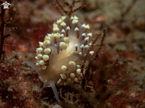 A Eubranchus tricolor | Brokrygghorning