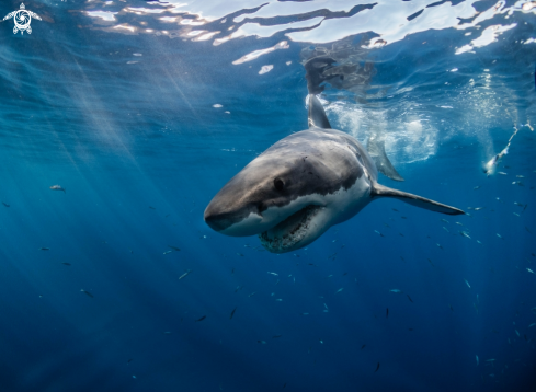 Great White shark