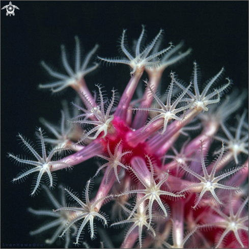 A Softcoral