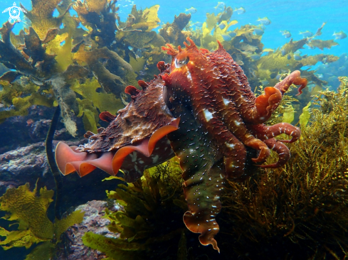 A Australian giant cuttlefish