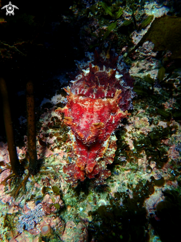 A Australian giant cuttlefish