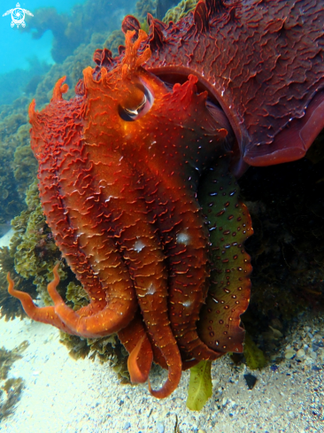 A Sepia apama | Australian giant cuttlefish