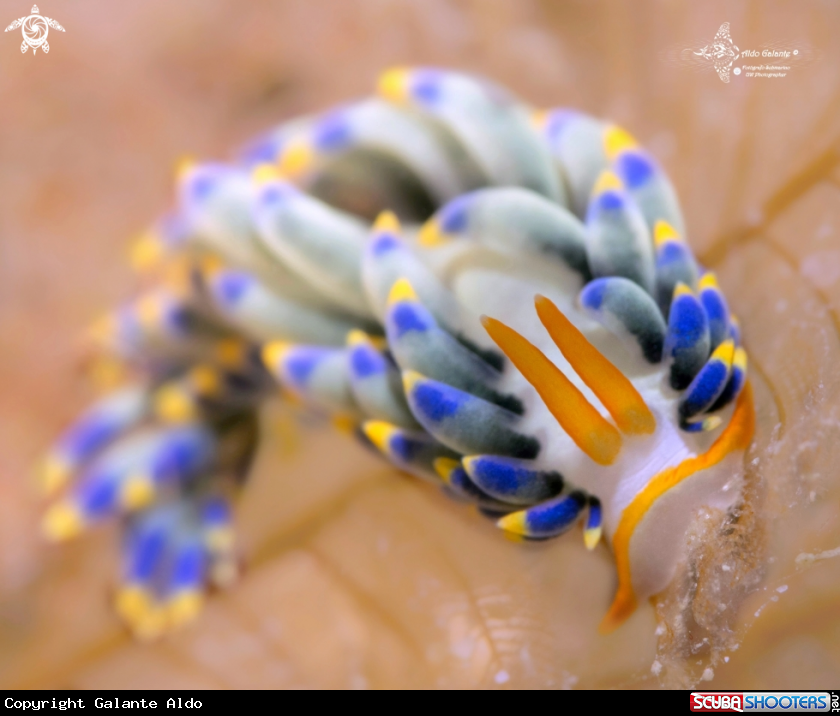 A Trinchesia Seaslug