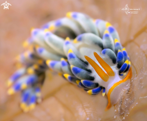 Trinchesia Seaslug