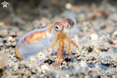 A Mimic Octopus