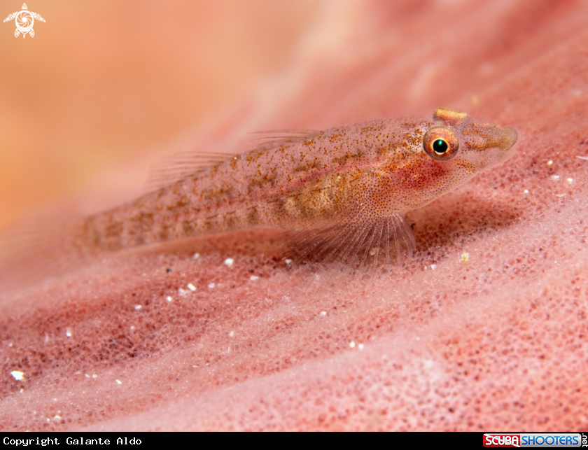 A Pink Goby 