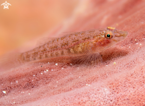 A Pink Goby 