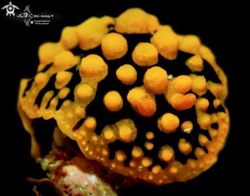 A Phyllidia multituberculata (C. R. Boettger, 1918) | Phyllidia Nudibranch