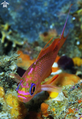 A Anthias | 