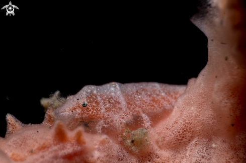 A Gelastocaris paronae | Cryptic shrimp