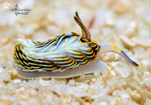 A Trinchesia sp. | Sea Slug