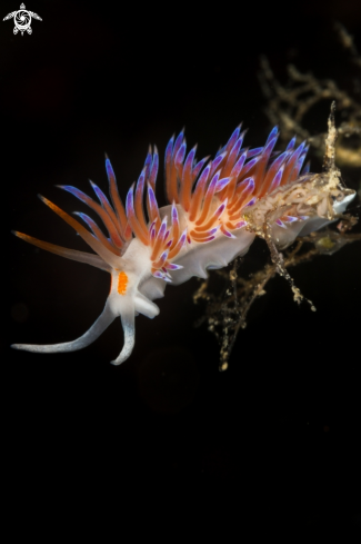 A Cratena peregrina nudibranch