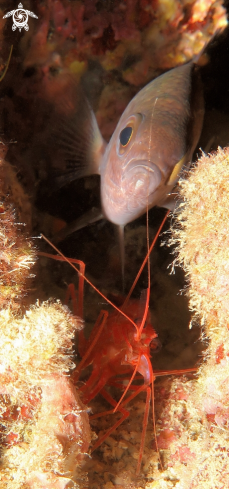 A Chromis chromis | Castagnola e gambero