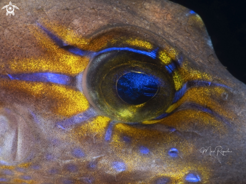 A Canthigaster rostrata | Sharpnose Puffer