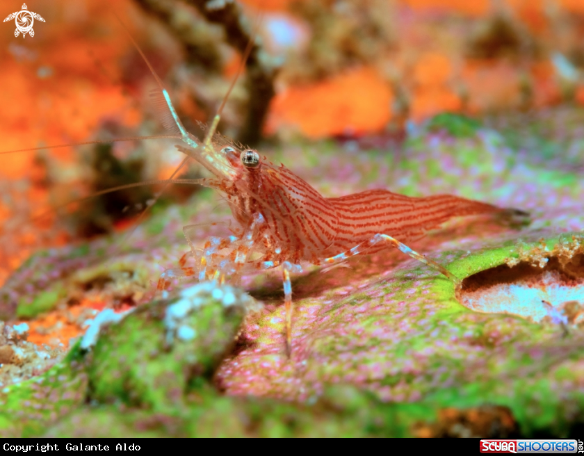 A Red Striped Shrimp 