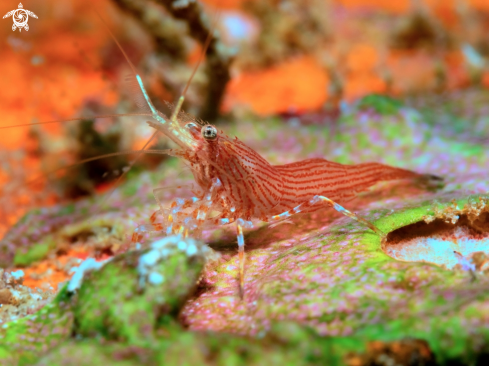 A Lysmatella prima (Borradaile, 1915) | Red Striped Shrimp 