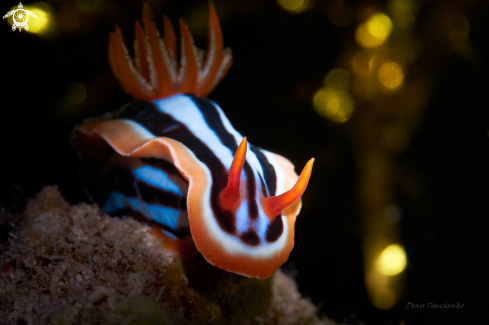 A Magnificient chromodoris | NUDIBRANCH