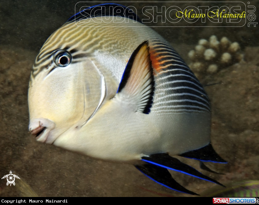 A Surgeonfish