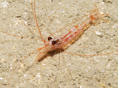 A Antiguan Cave Shrimp