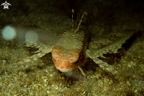 A flying gurnard