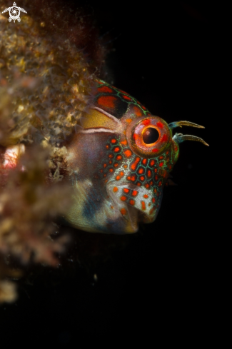 A Tessellated blenny