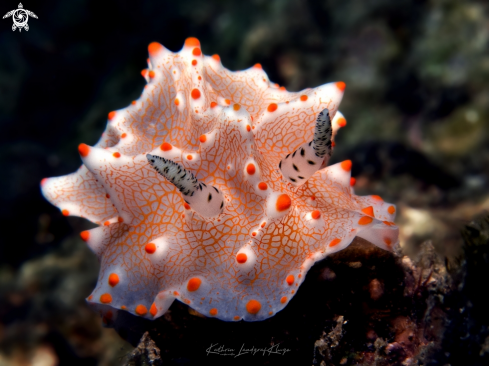 A Halgerda nudibranch