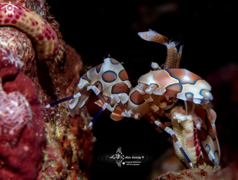 A Harlequin Shrimp 