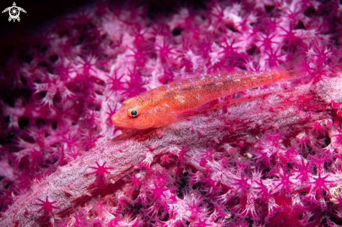 A Goby