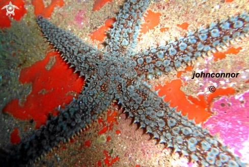 A Marthasterias glacialis | 