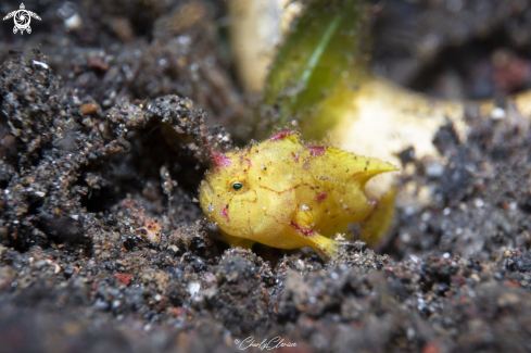 A Freckled Frogfish